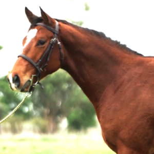 LOTE 21 - HENNESSY MAR