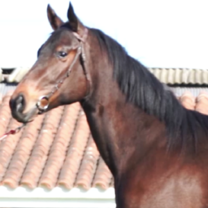 LOTE 15 - IL ATOMICO