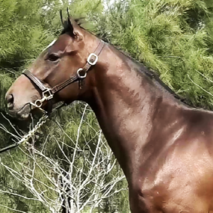 LOTE 01 - IVARIO
