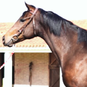 LOTE 17 - LAURITA FULL