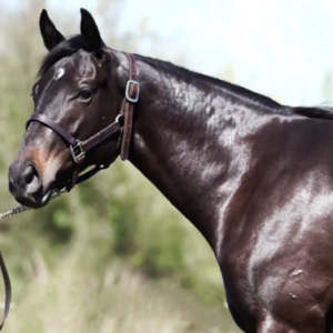 LOTE 16 - LOBA EN SEATTLE