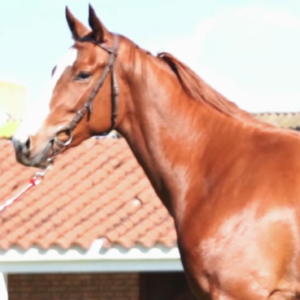 LOTE 16 - MARI MORRIS