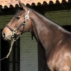 LOTE 12 - NIPONA NIK