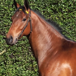 LOTE 18 - OSTILINA