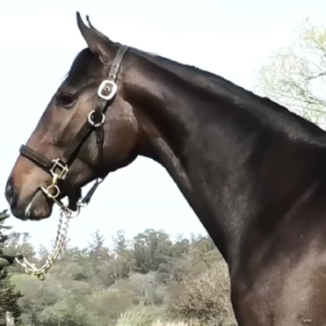 LOTE 05 - PATERA