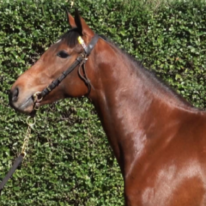 LOTE 17 - RUSADIR