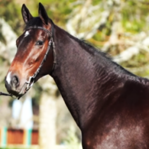 LOTE 13 - TANTE INEZ