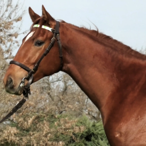 LOTE 05 - TUM REVOLVER