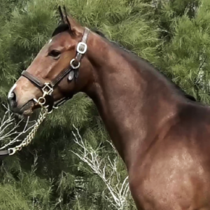 LOTE 13 - UNICA FRANCISCA