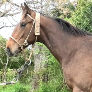 LOTE 15 - ALLEANZA ROMANA