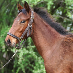 LOTE 08 - DULCE PAZ