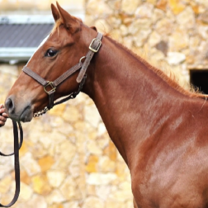 LOTE 10 - INDIVER