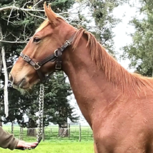 LOTE 17 - MISTER WAYNE