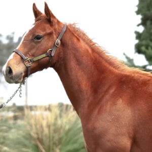 LOTE 23 - NOTSHY