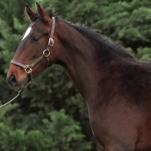 LOTE 22 - OLA BOY