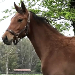 LOTE 04 - QUEEN FLAG