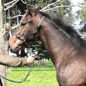 LOTE 18 - REQUINTO