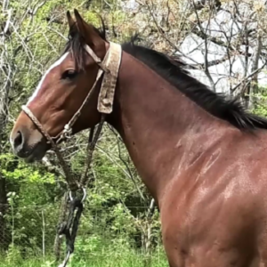 LOTE 12 - ROSADA RIM