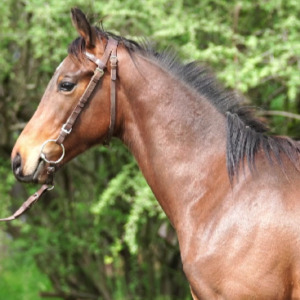 LOTE 06 - SOFISTICADO WARRIOR