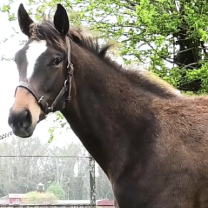 LOTE 05 - SWEETTY